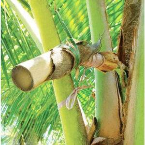 Coconut sap