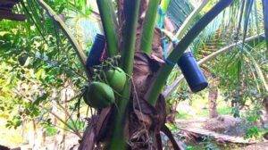 Collecting Sap of coconut palm