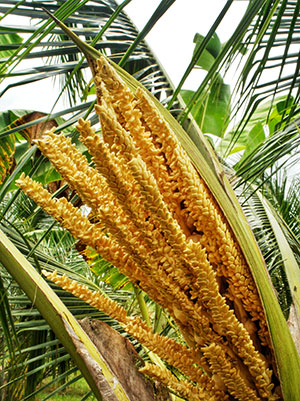 Coconut Palm Sugar, Jenis Gula Kelapa Jenis Coconut Sugar, Coconut sap sugar