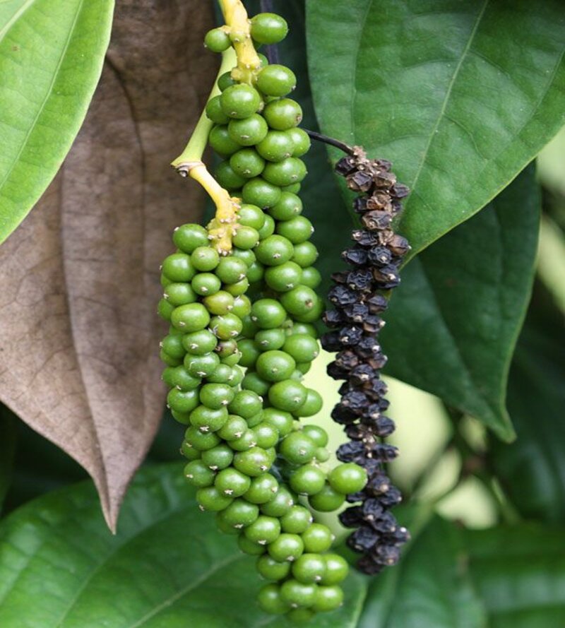 Lada Hitam - Black Pepper Lada Hitam - Black Pepper
